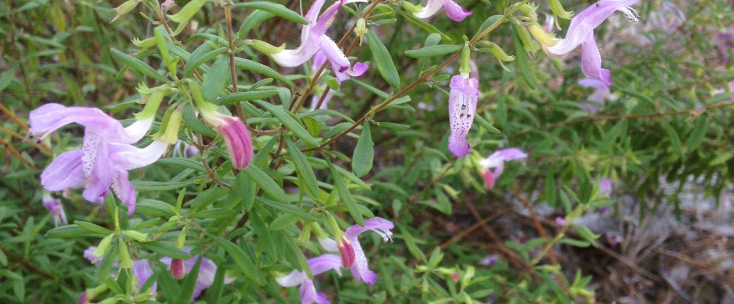 Rare and Endangered Etoniah False Rosemary Florida State Parks